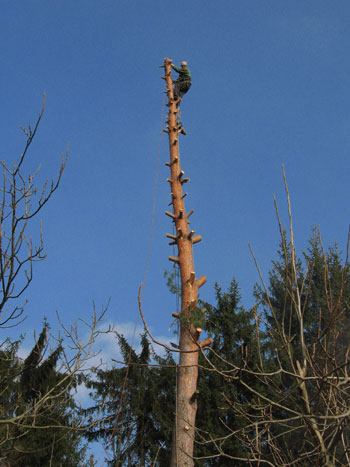 Kácení stromu Buchlovice